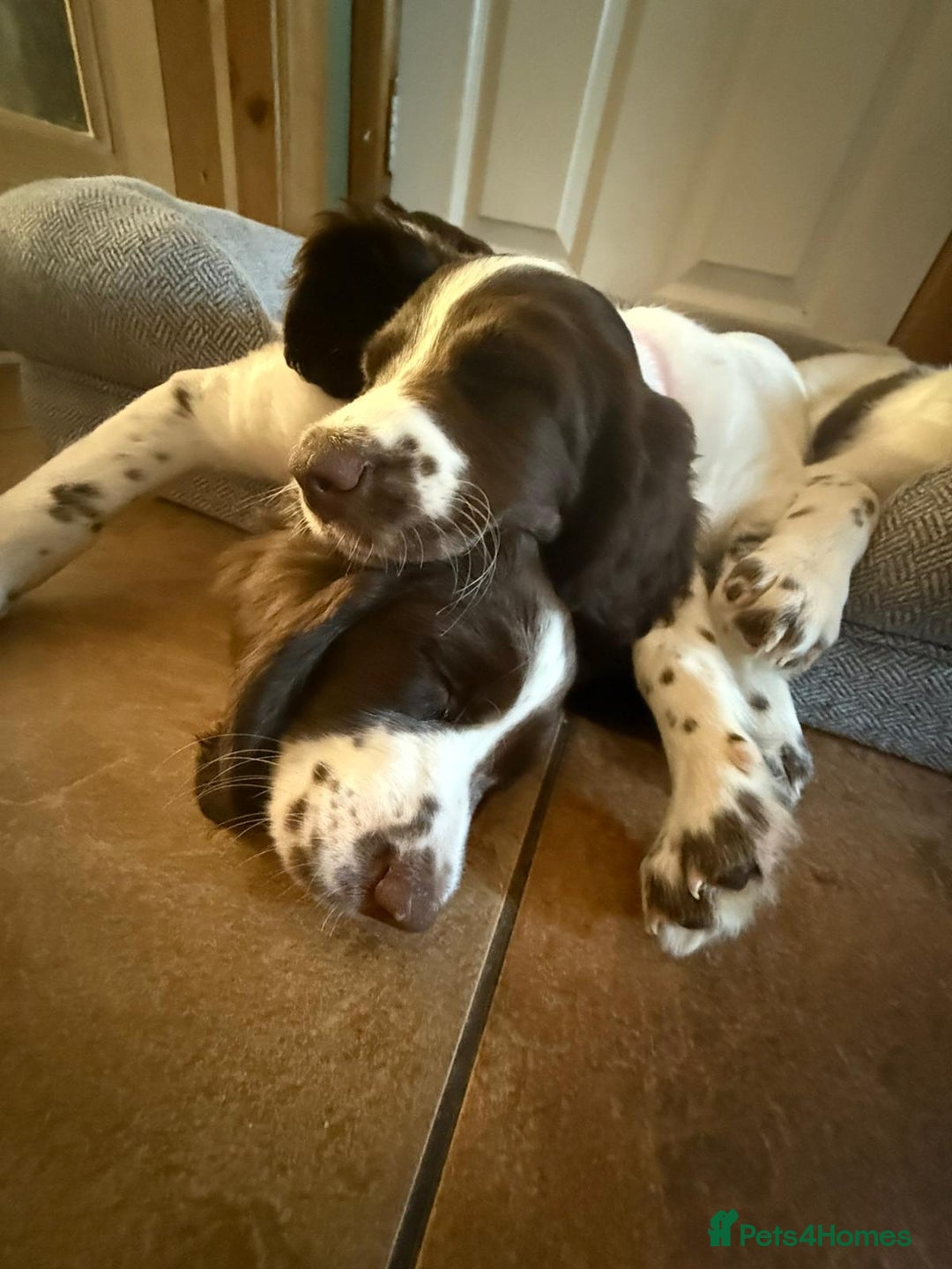 English Springer Spaniel dogs for sale: English springer spaniel puppies  - Image 17