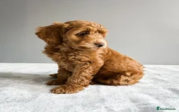 Cockapoo dogs for sale: Beautiful Mini Cockapoo Puppies - Image 3