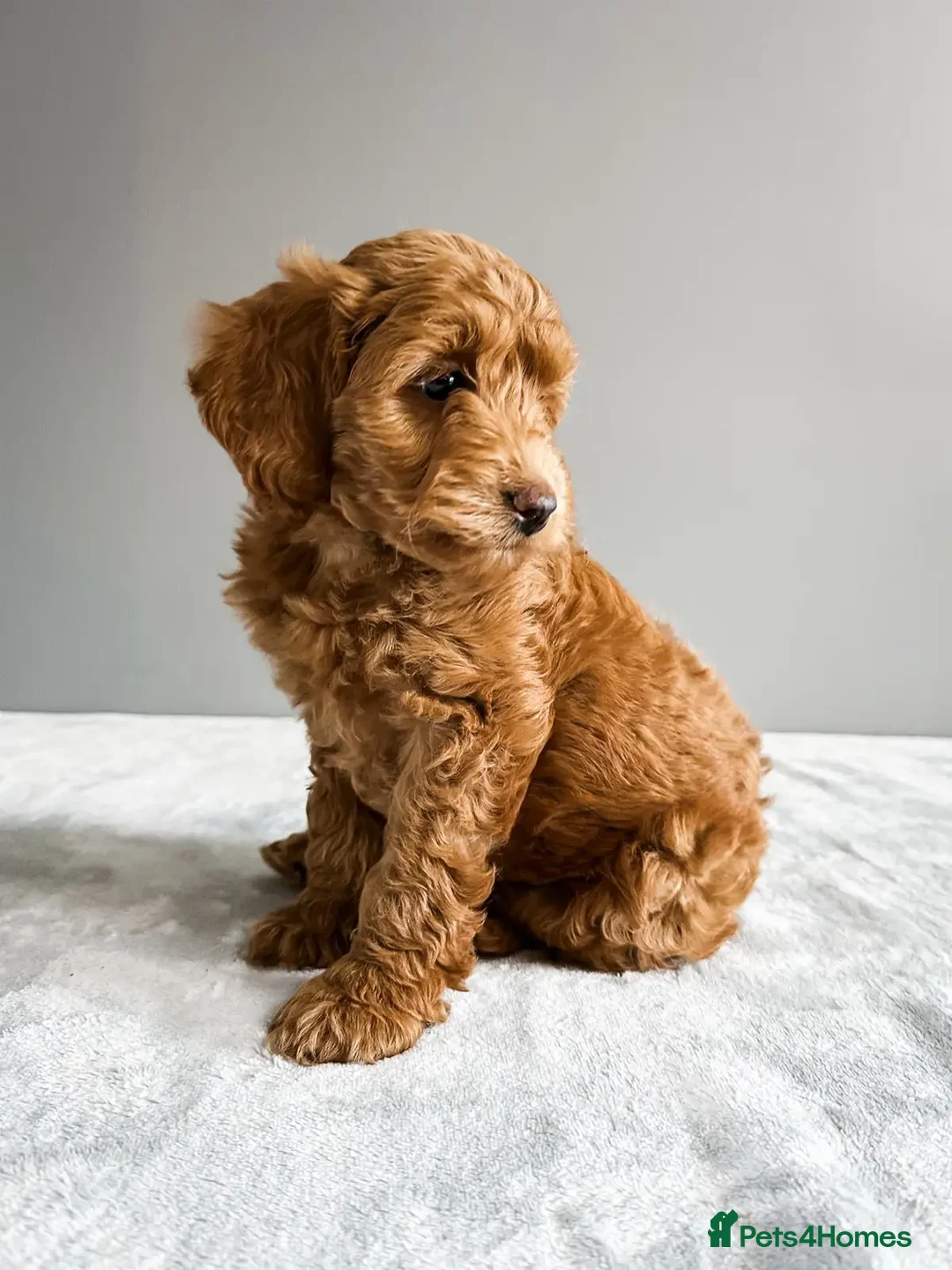 Cockapoo dogs for sale: Beautiful Mini Cockapoo Puppies - Image 3