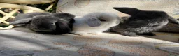 Mini Lop rabbits for sale: mini lops - Advert 24