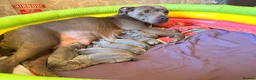 Staffordshire Bull Terrier dogs for sale: Blue Staff puppies Available  - Advert 1