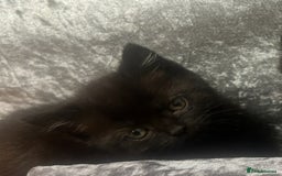 Mixed Breed cats for sale: Beautiful Mixed  - Image 2