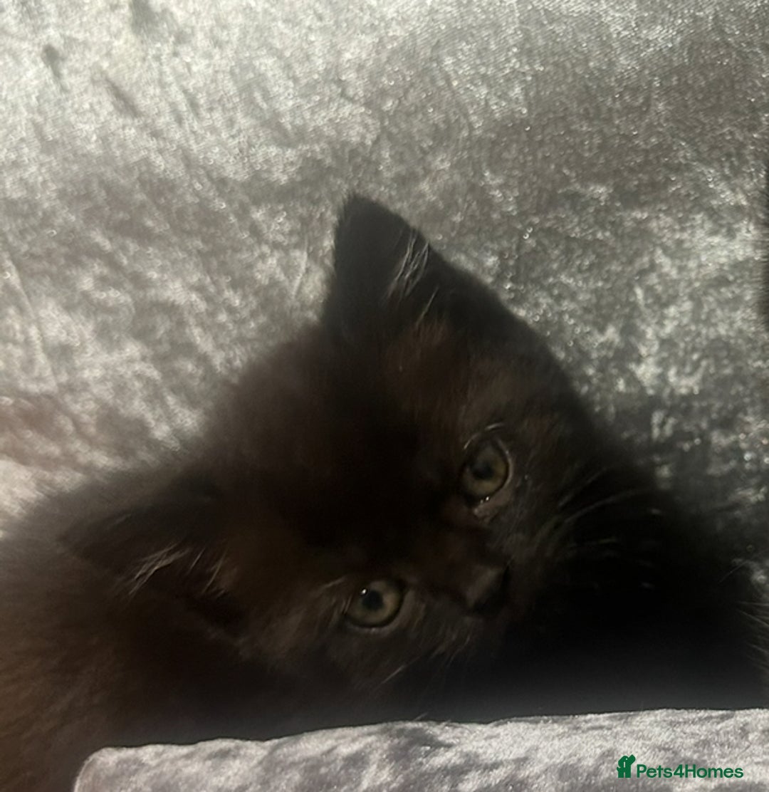 Mixed Breed cats for sale: Beautiful Mixed  - Image 2