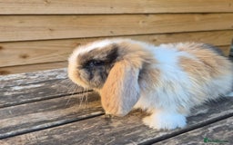 Mini Lop rabbits for sale: Baby mini lops - Image 11