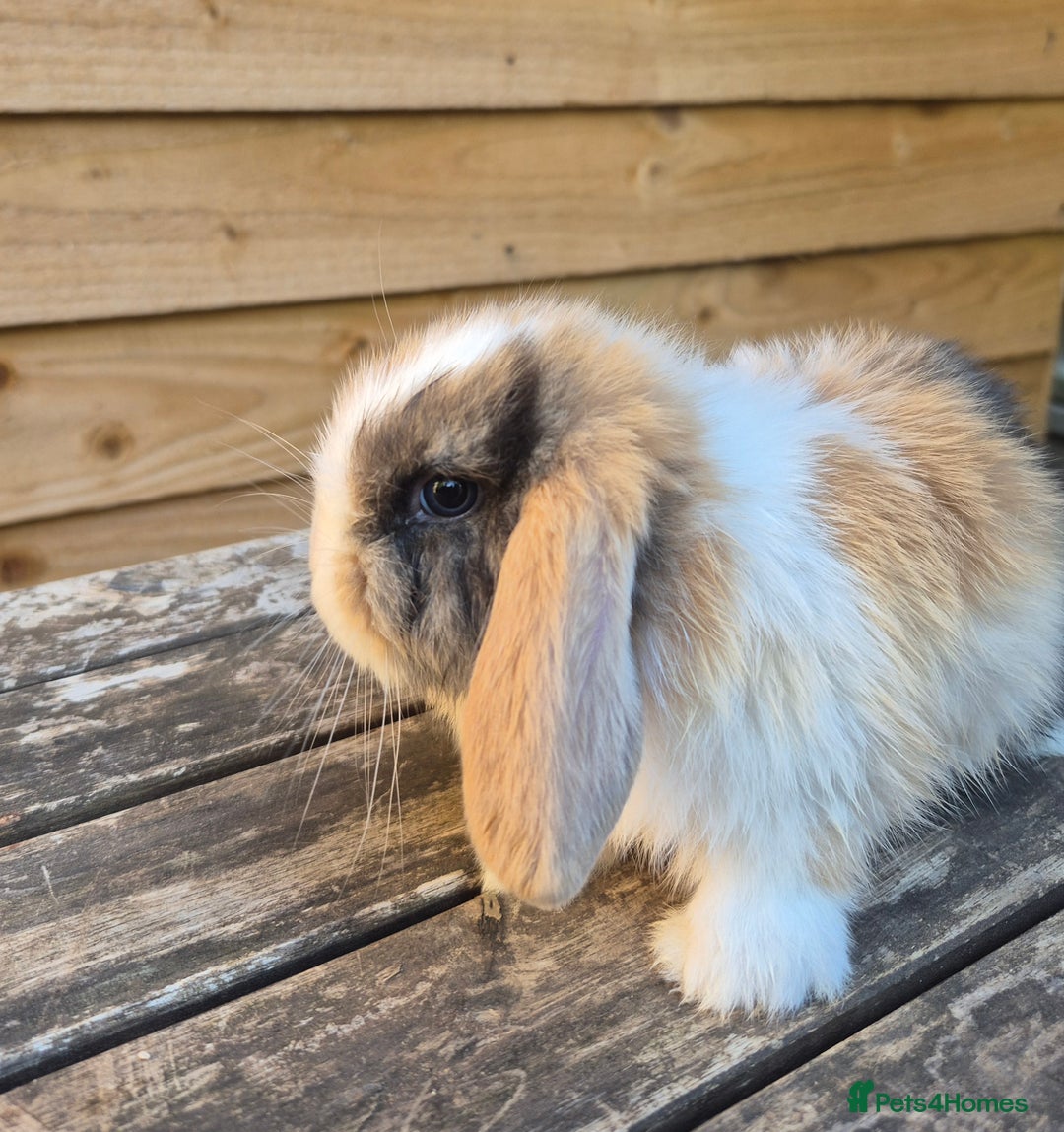 Mini Lop rabbits for sale: Baby mini lops - Image 11