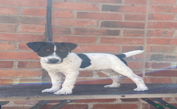 Jack Russell dogs - Advert 1