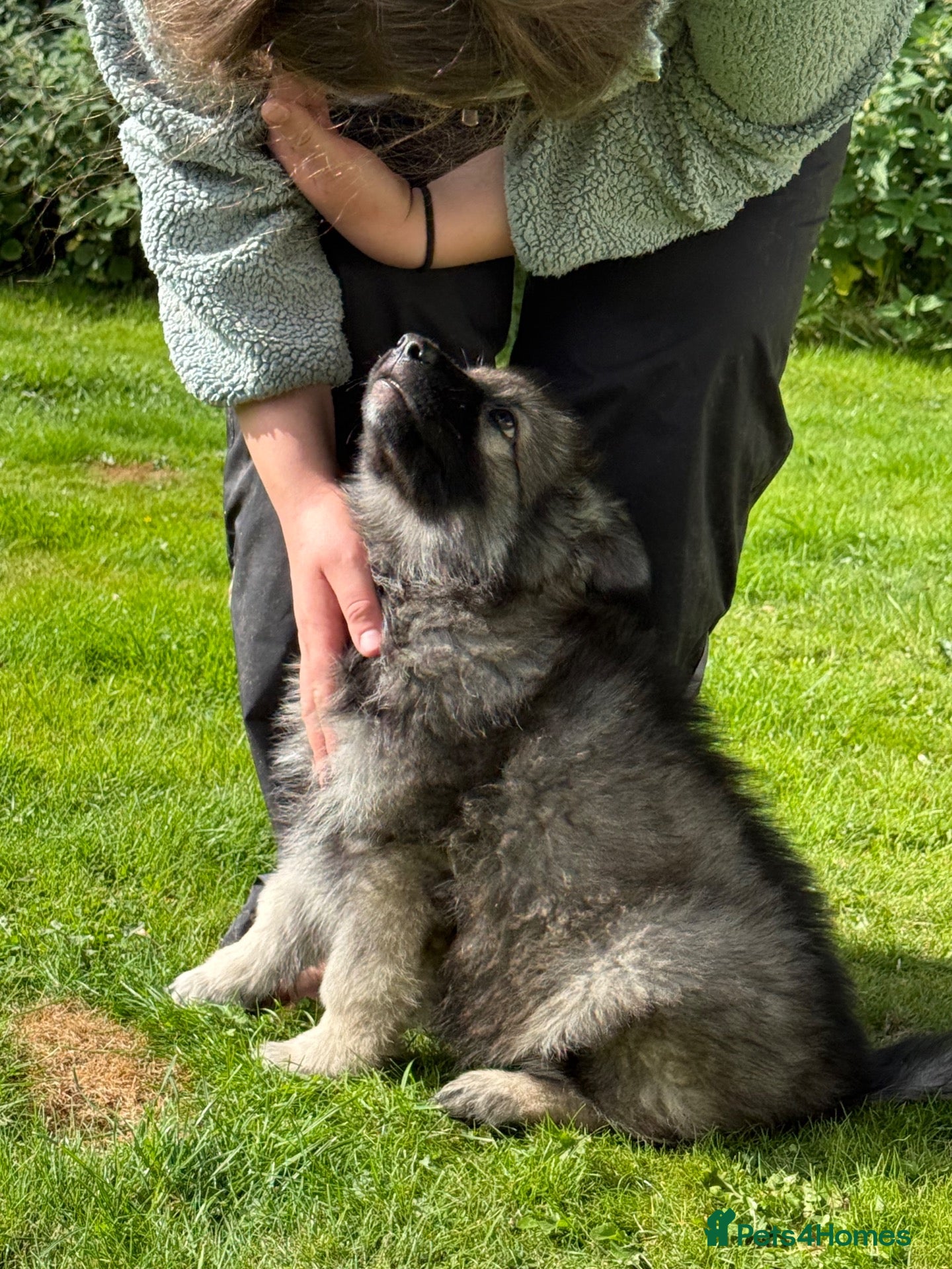 German Shepherd dogs Stunning kcreg long coat German shepherds  - Advert 1
