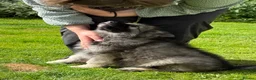German Shepherd dogs for sale:  Reduced Stunning kcreg long coat GSD pups  - Advert 3