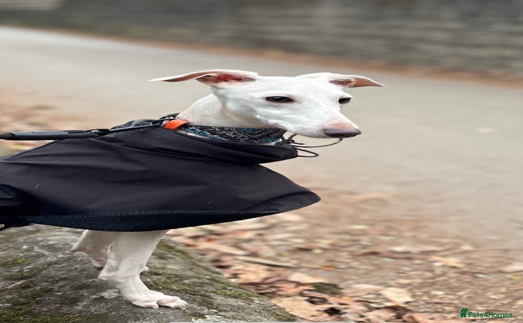 Italian Greyhound dogs - Advert 2
