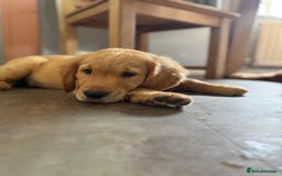 Golden Retriever dogs for sale: KC registered/Health tested Golden Retrievers  - Image 6