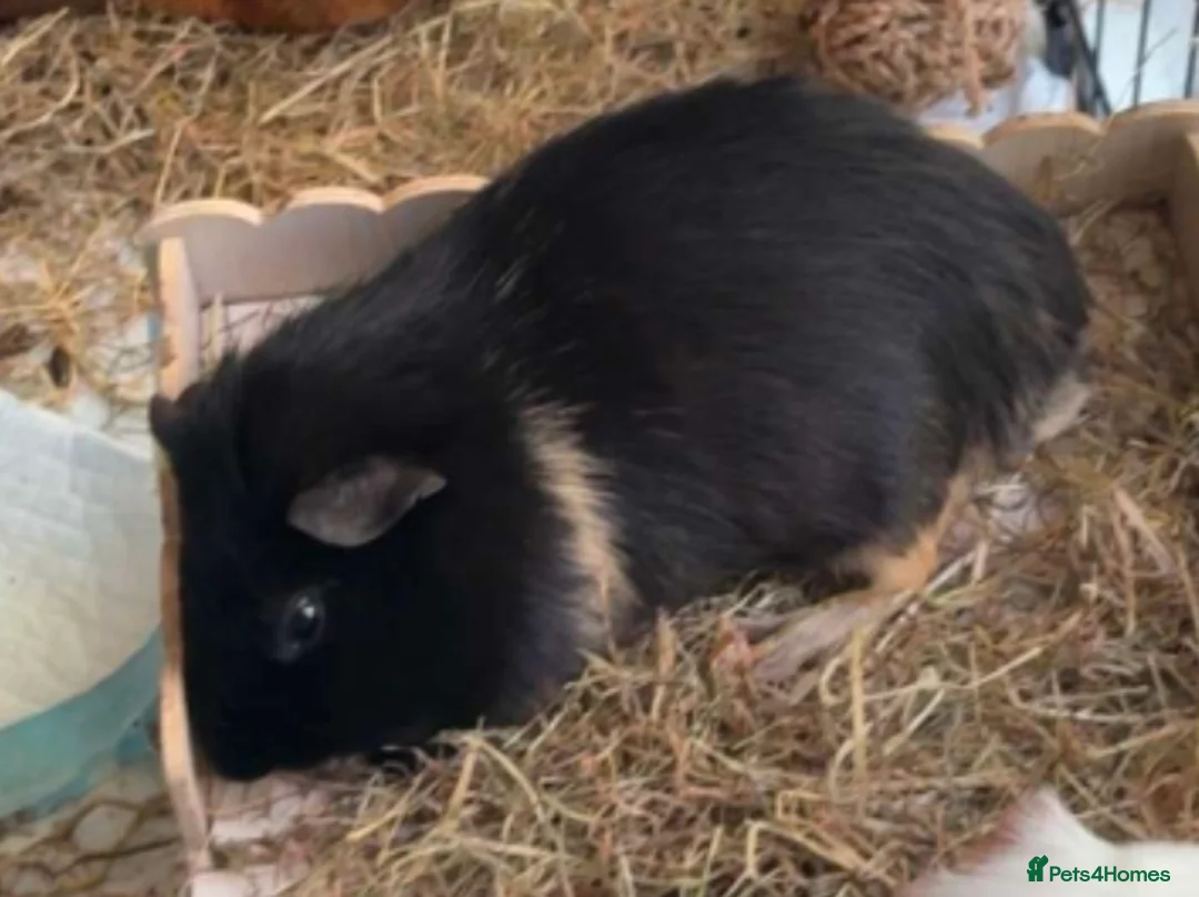 Guinea Pig rodents for sale: Guinea pig for sale  - Advert 2