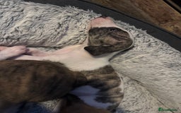 Whippet dogs for sale: Stunning whippets JUST ONE BOY LEFT - Image 20