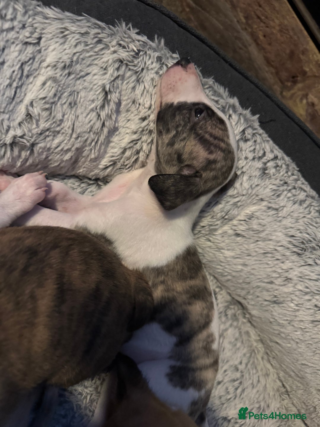 Whippet dogs for sale: Stunning whippets JUST ONE BOY LEFT - Image 20