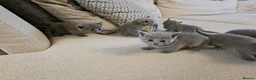 Russian Blue cats for sale: Russian Blue Kittens for Sale - Advert 4