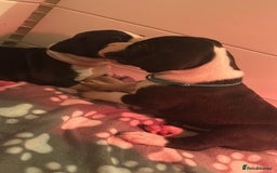 Great Dane dogs for sale: Stunning Great Dane Mantle Puppies - Image 7