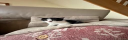 Mixed Breed cats for sale: 4 kittens for sale  - Advert 18