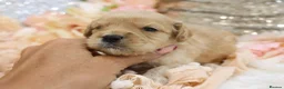 Cavapoo dogs for sale: *Health tested* F1 Cavapoos in Wisbech - Advert 15