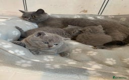 British Shorthair cats for sale: British shorthair boys  - Image 11