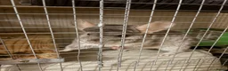 Chinchilla rodents for sale: Friendly 5-Year-Old Chinchilla with Cage – £160 🐭 - Advert 4