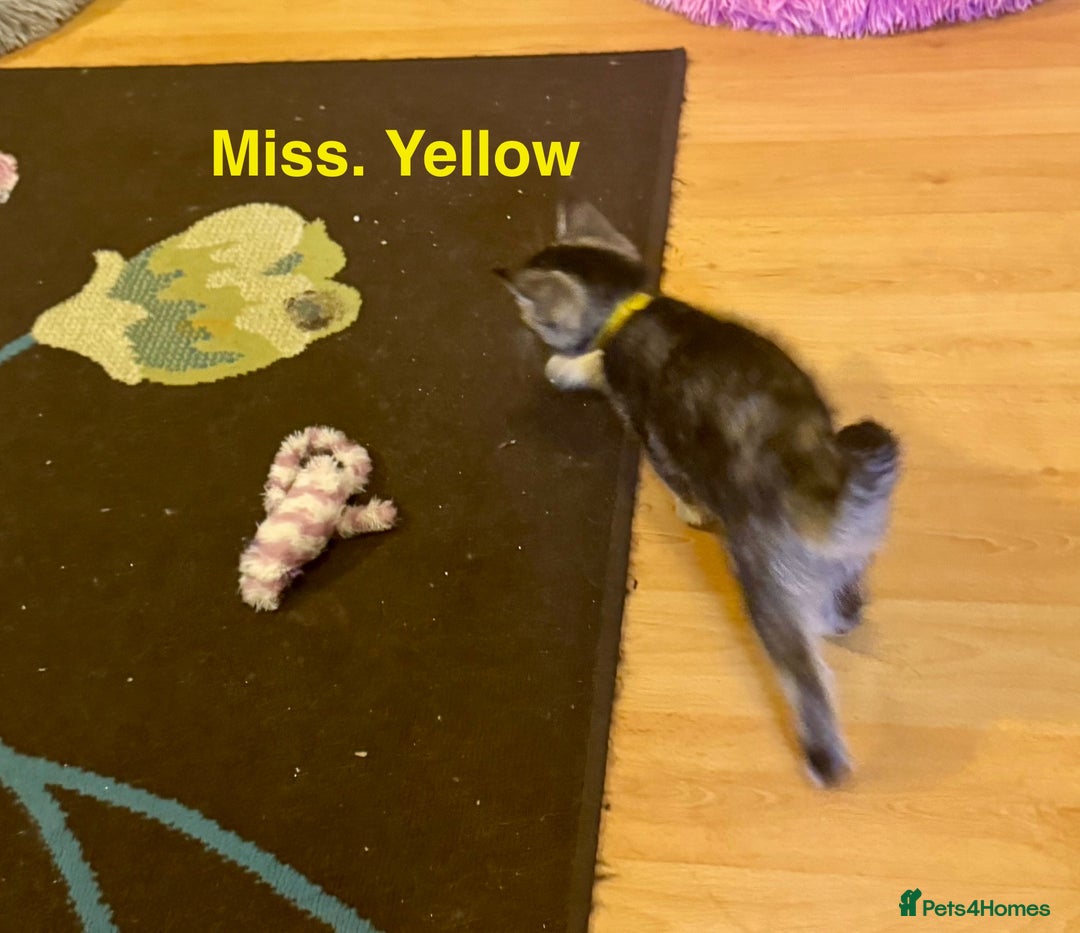 Domestic Shorthair cats for sale: Adorable Loving Kittens Looking for Forever Homes! - Advert 3