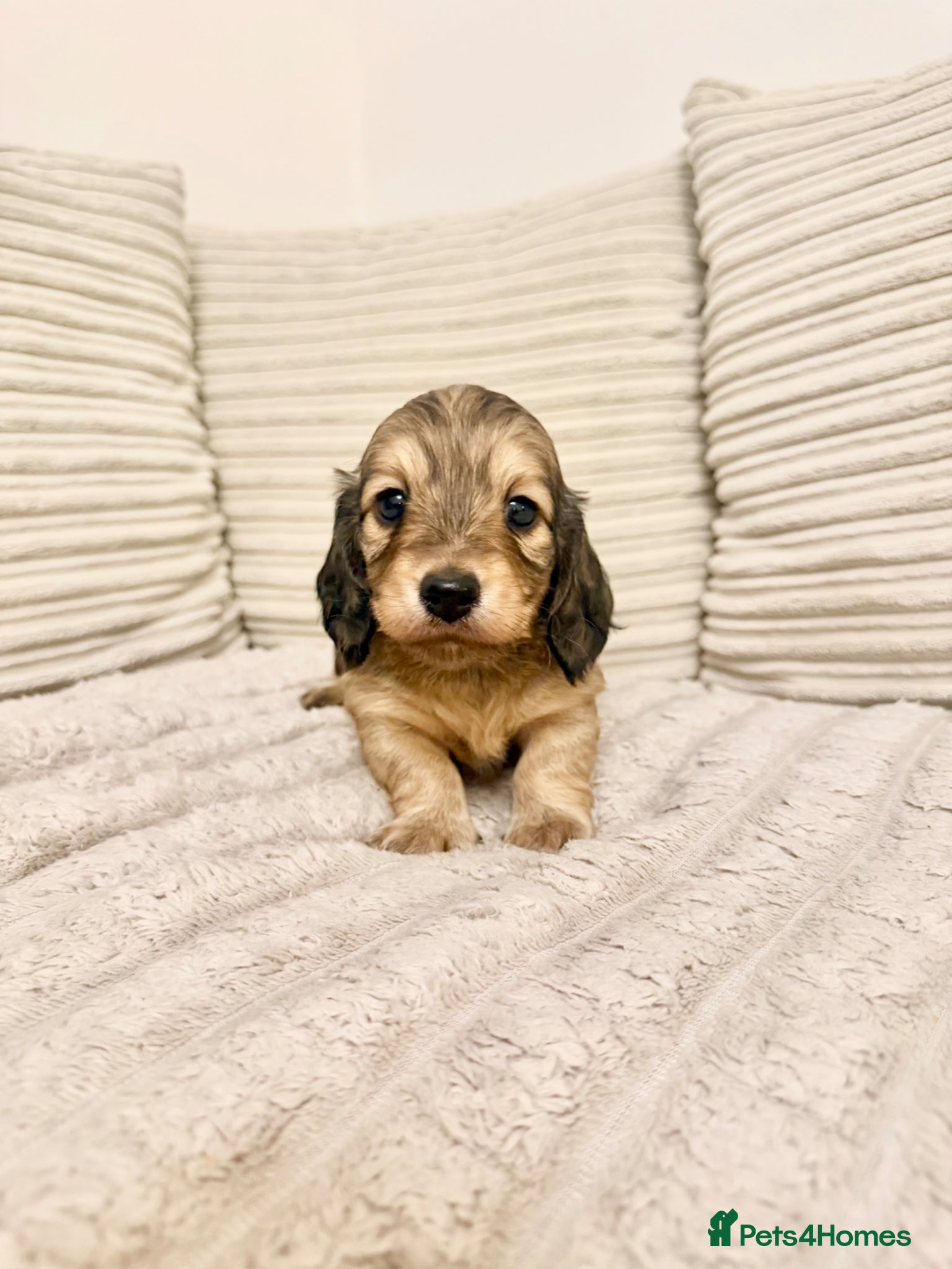 Miniature Dachshund dogs Long Haired Miniature Dachshund - Advert 14