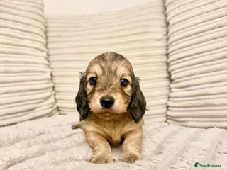 Miniature Dachshund dogs Long Haired Miniature Dachshund - Advert 14