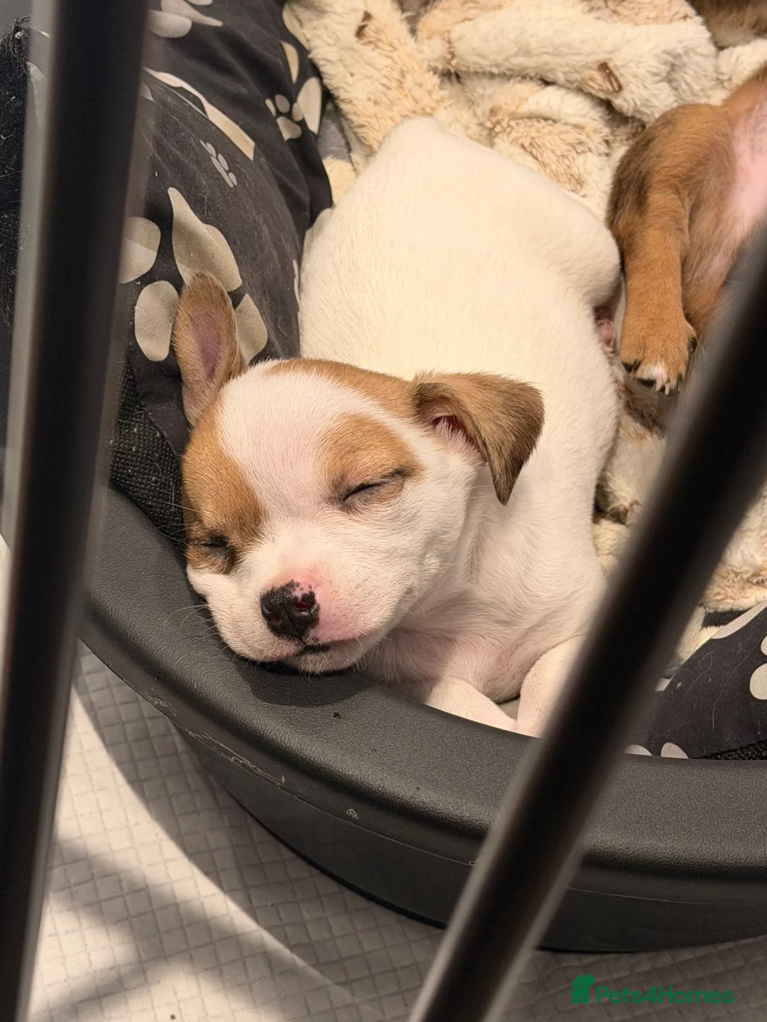 Mixed Breed dogs for sale: Jack chi x Lhasa apso pups  in Diss - Advert 2