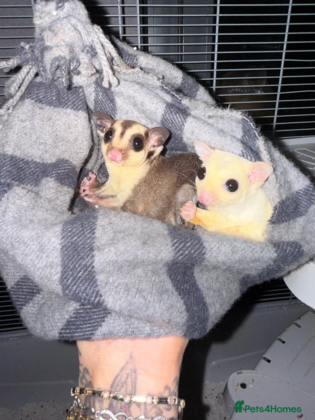 Sugar Glider rodents for sale: A wonderful pair of Sugar Gliders in Greenford - Advert 1