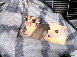 Sugar Glider rodents A wonderful pair of Sugar Gliders - Advert 2