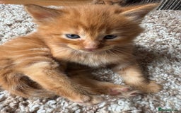 Mixed Breed cats for sale: 3 beautiful fluffy kittens - Image 2