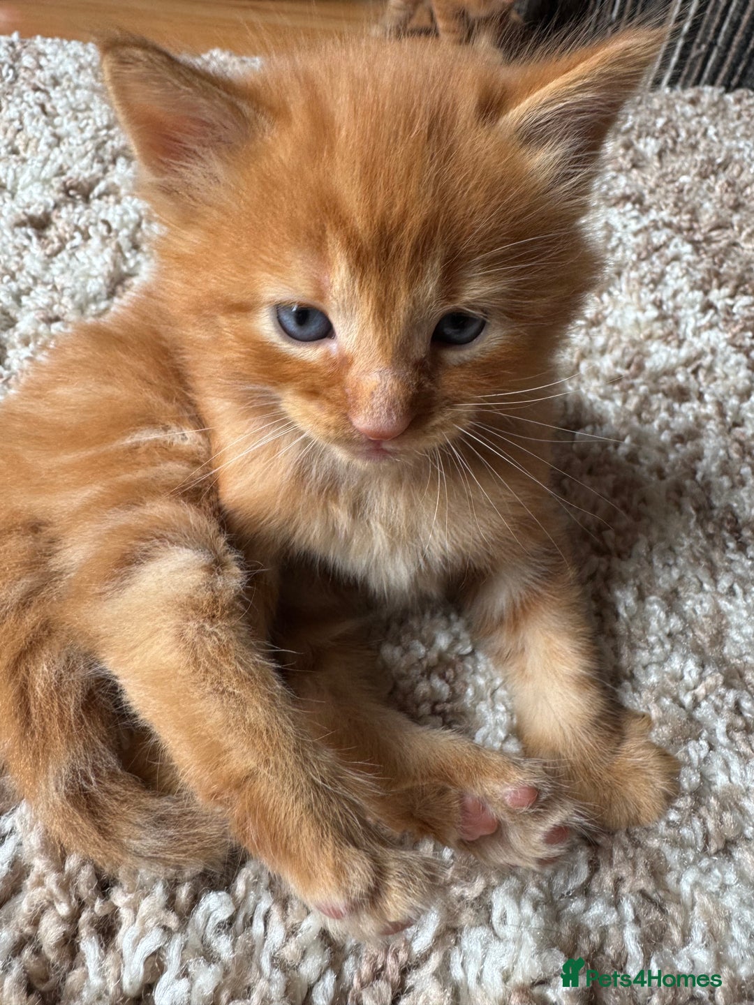 Mixed Breed cats for sale: 3 beautiful fluffy kittens - Image 2