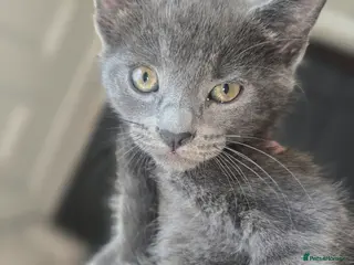 Mixed Breed cats 1 half ragdoll kitten - Advert 2
