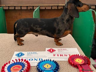 Miniature Dachshund dogs Crufts Qualified (for life) Silver Dapple in Dalry - Advert 9