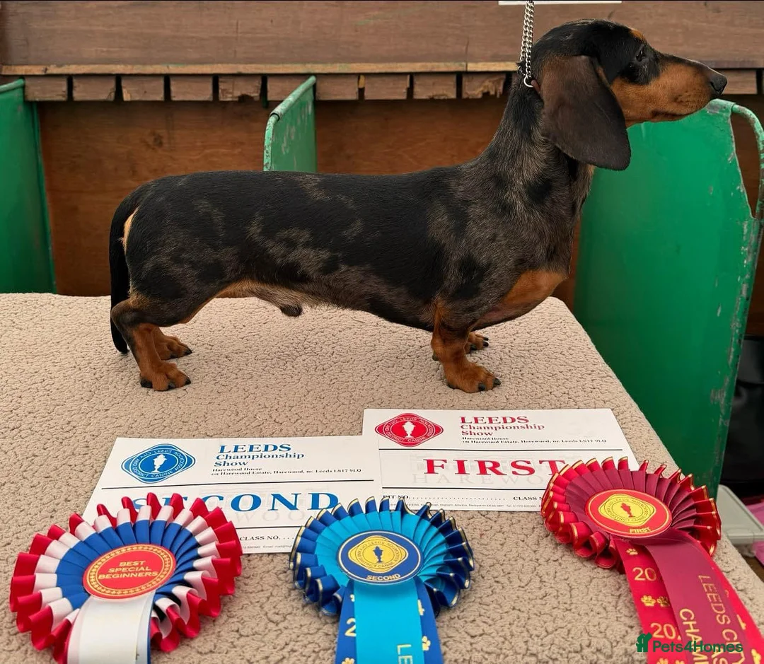 Miniature Dachshund dogs for stud: Crufts Qualified (for life) Silver Dapple  in Dalry - Advert 1