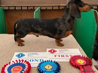 Miniature Dachshund dogs Crufts Qualified (for life) Silver Dapple in Dalry - Advert 20
