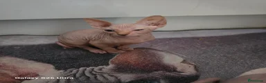 Sphynx 1