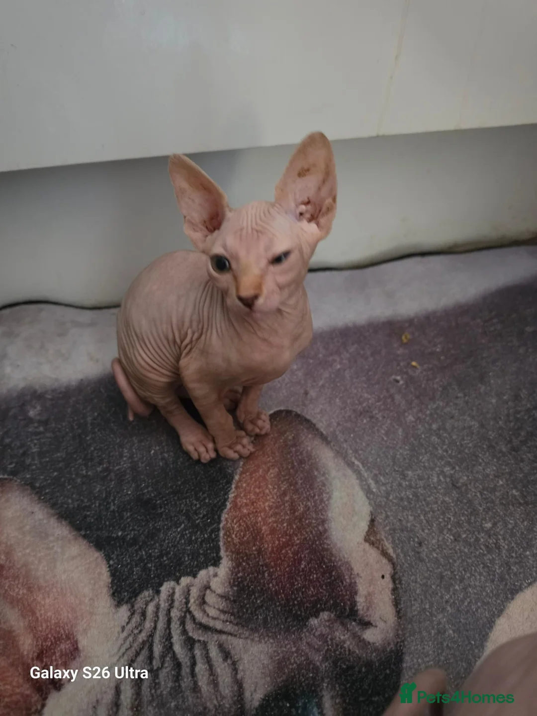 Sphynx cats for sale: Sphynx kittens  - Advert 2