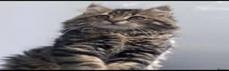 Mixed Breed cats for sale: Two gorgeous boys Persian x Ragdoll in Glasgow - Advert 4