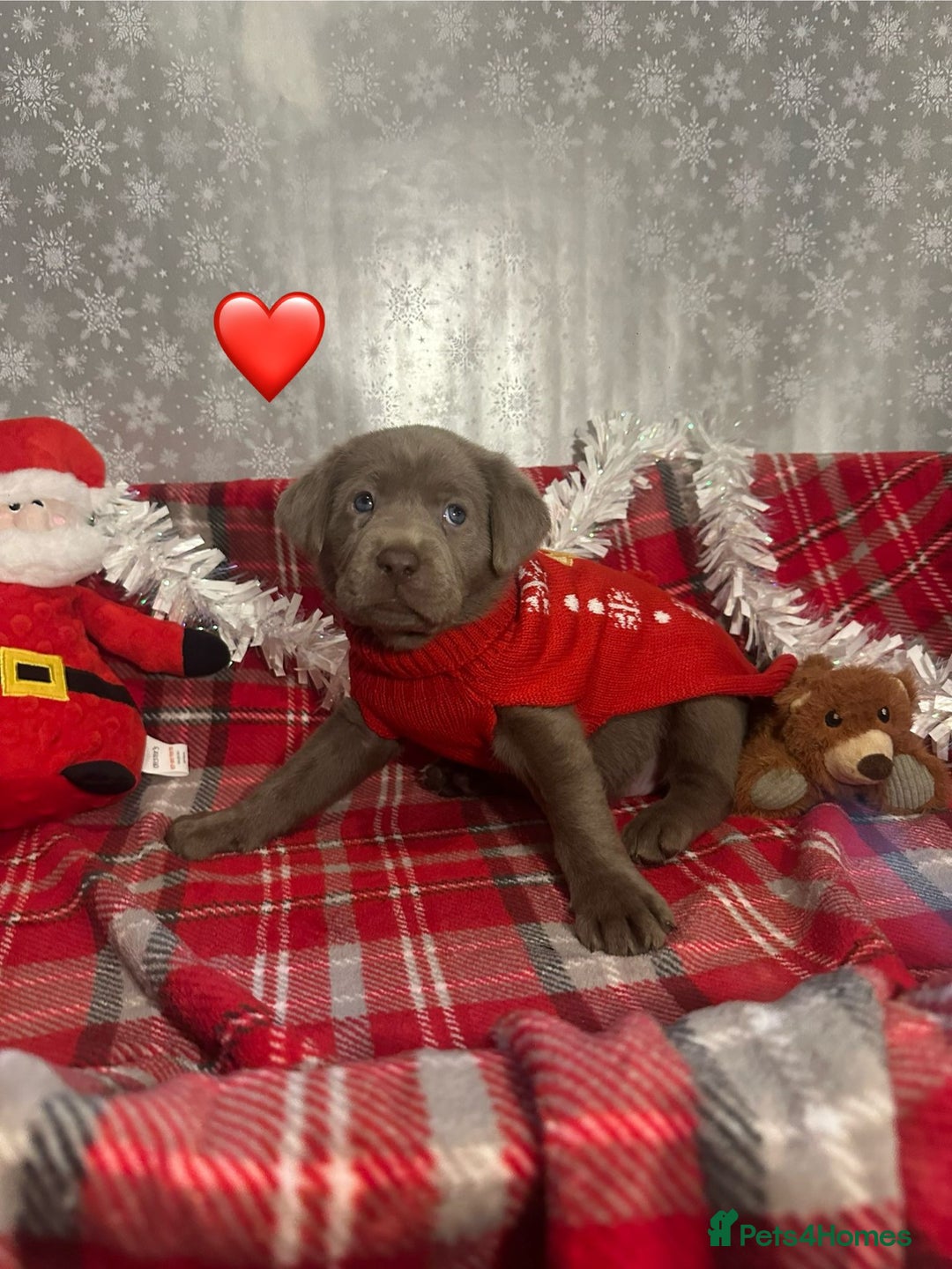 Labrador Retriever dogs for sale: !REDUCED! silver labrador's KC - Advert 12