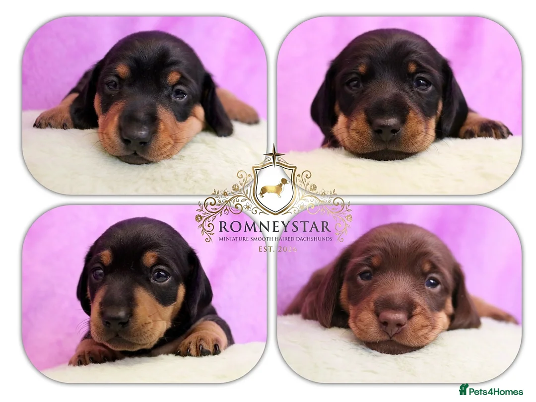 Miniature Dachshund dogs for sale: RKC Registered Miniature Smooth Haired Dachshunds - Advert 1