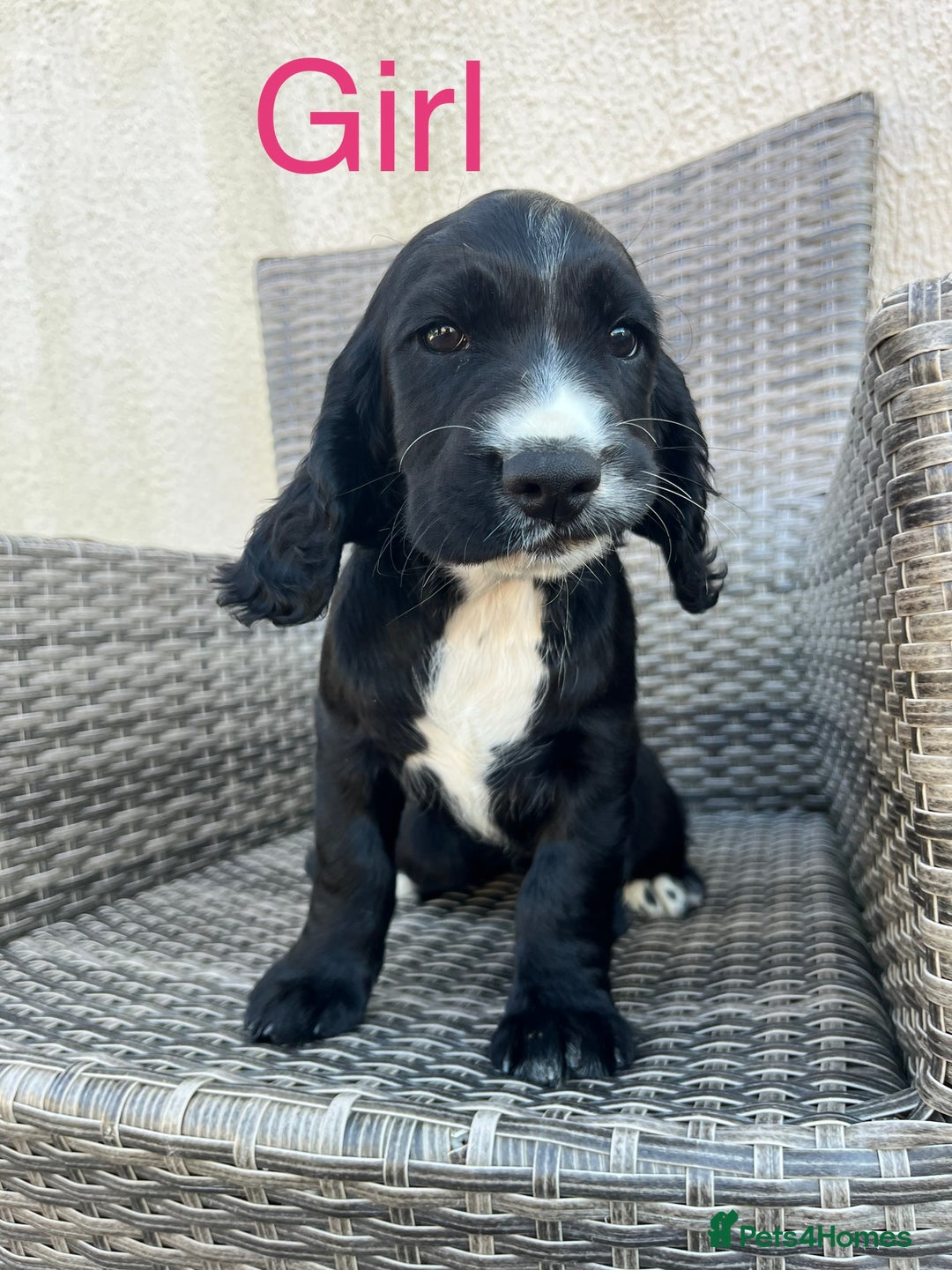 Cocker Spaniel dogs for sale: FULLY VACCINATED working cocker spaniel puppies  in Ashford - Image 23
