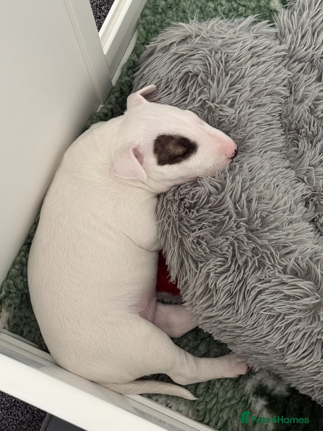 English Bull Terrier dogs for sale: Beautiful bull terrier available  - Advert 2