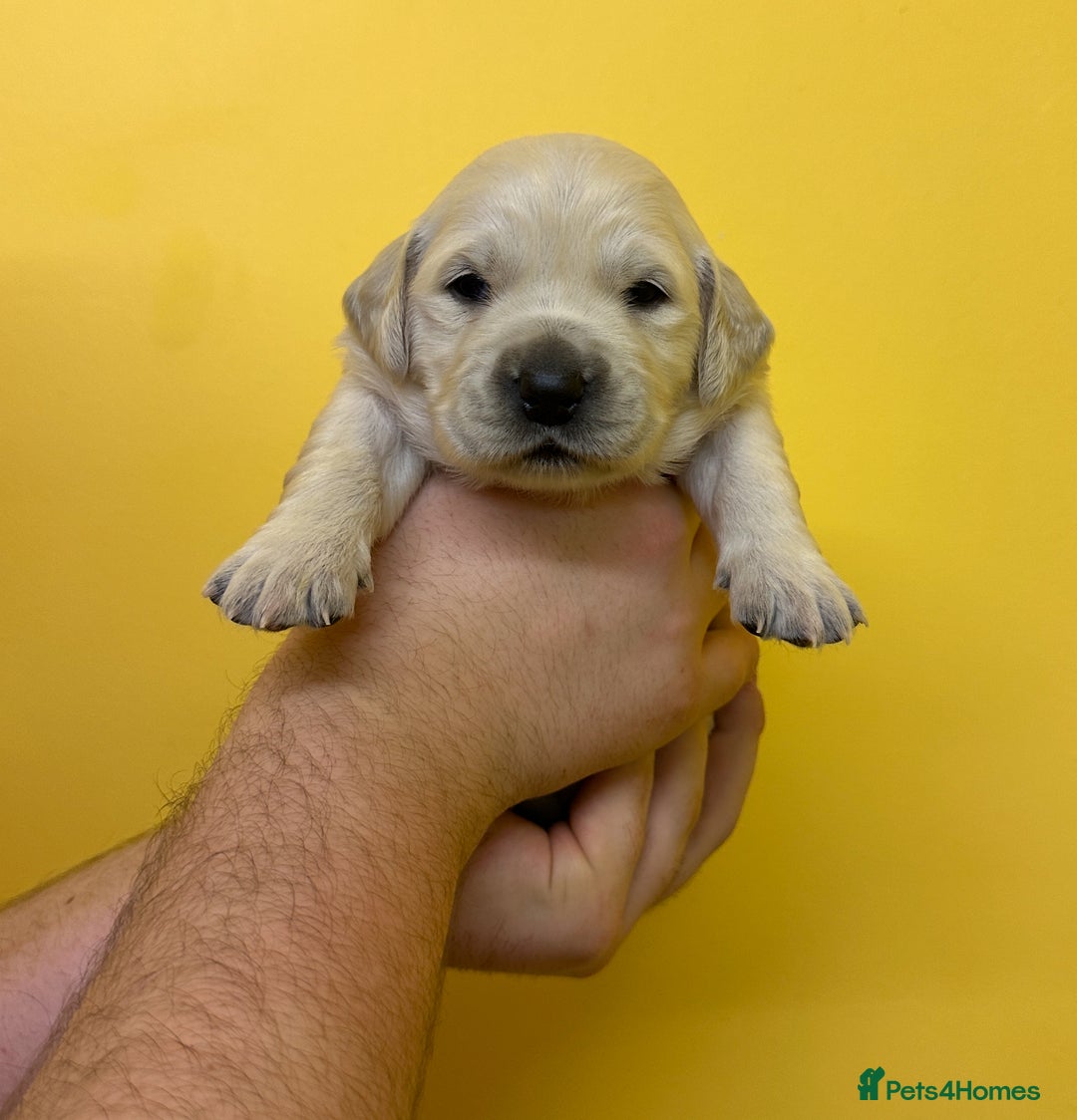 Golden Retriever dogs for sale: Stunning golden retriever puppies for sale  - Advert 35