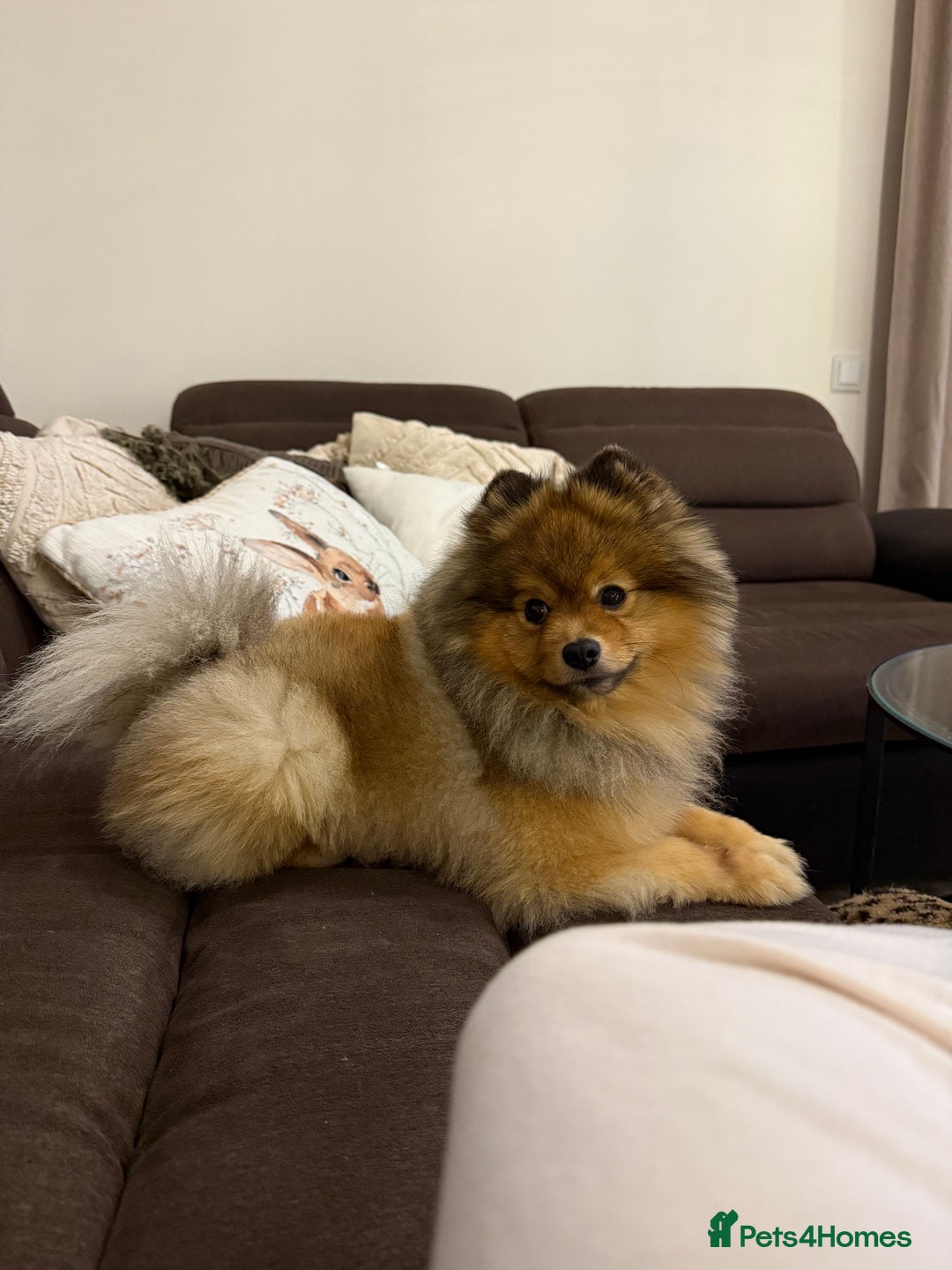 Gallery Image {{count}}