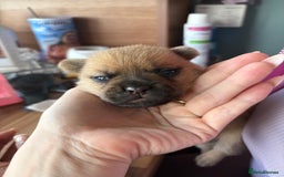 Mixed Breed dogs for sale: FrenchieXPomeranian  - Image 10