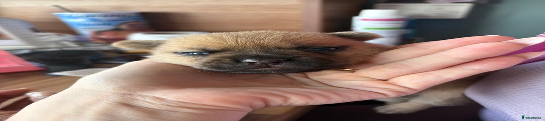  Puppy 3