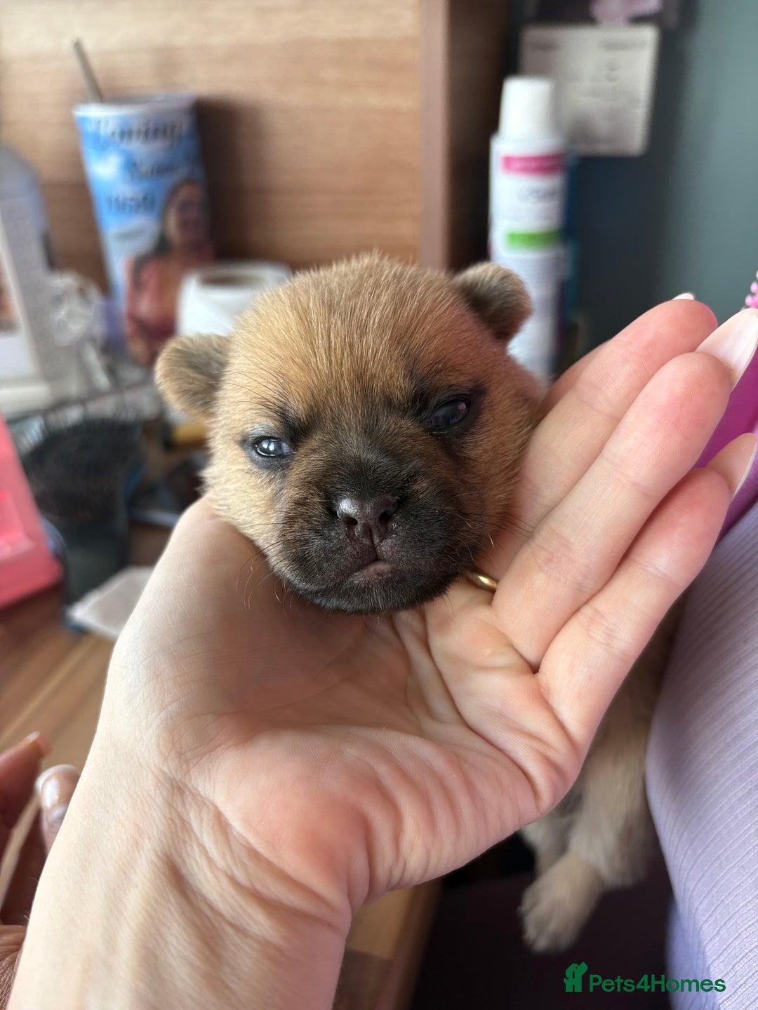 Mixed Breed dogs for sale: FrenchieXPomeranian  - Image 10