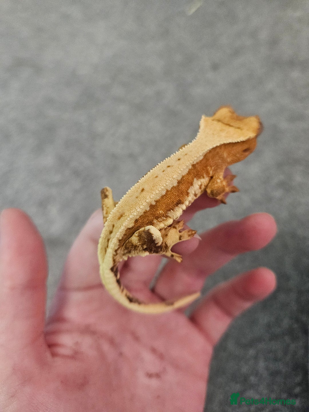 Gecko reptiles for sale: High Expression LilyWhite Crested Gecko - Image 5