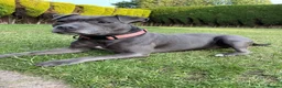 Staffordshire Bull Terrier dogs for sale: 🐾 Blue Staffy  – Champion Bloodline 🐾 - Advert 2