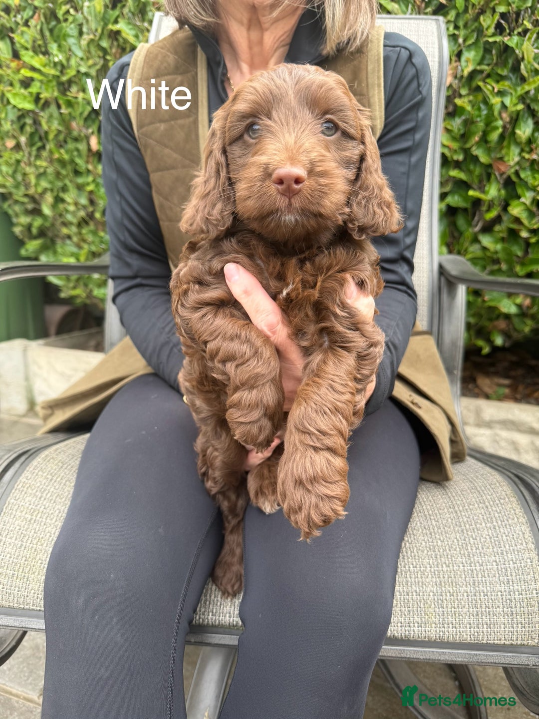 Cockapoo dogs for sale: F1 Chocolate Cockapoo puppies - Image 5